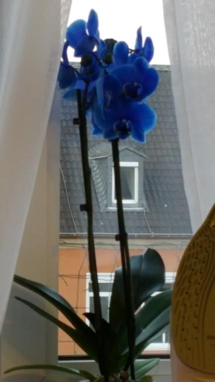 Apartment Am Kaiserplatz Düren - Eifel Eksteriør billede